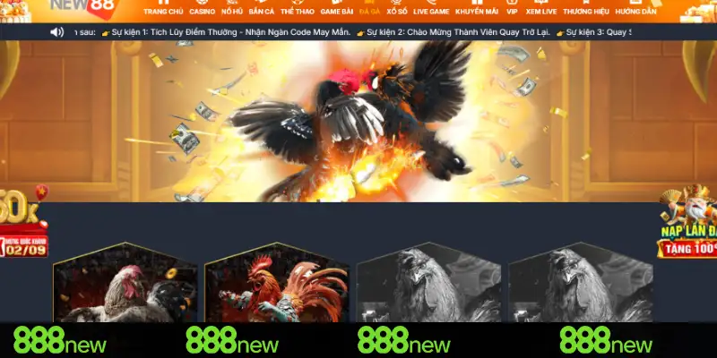 Cận cảnh trận đấu đá gà 888New cựa dao đầy hồi hộp